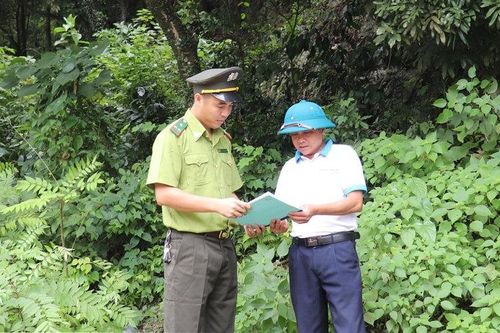 Bảo vệ những tán rừng, giữ 'lá phổi xanh' của Thủ đô