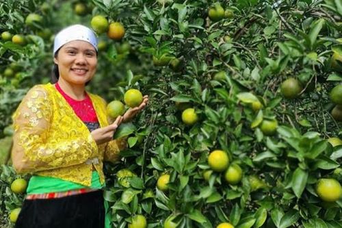 Vốn chính sách giúp nhiều nữ đảng viên vùng cao phát triển kinh tế