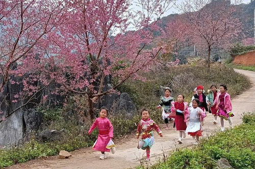 Sắc hoa xuân trong ánh nắng ngọt ngào