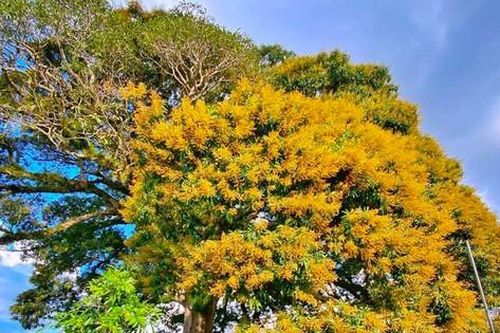 Chiêm ngưỡng cây trôi 800 tuổi chỉ nở hoa một bên