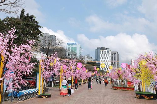 Đường hoa xuân ở Đà Nẵng sẽ kéo dài đến tháng 5
