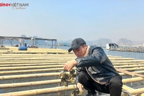 Hy mọng mới của ngư dân nuôi trồng biển ở Quảng Ninh