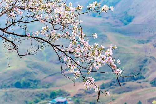 Tăng cường phối hợp tuyên truyền về Lễ hội Hoa Ban