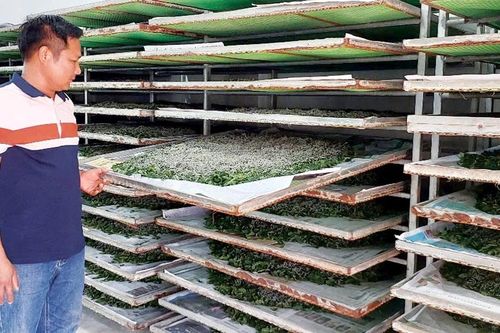 Hợp tác xã Kén tằm Gia Lai đồng hành với nông dân
