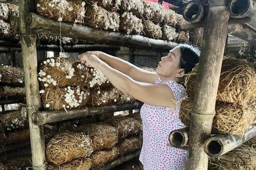 Liên kết phát triển nghề trồng nấm rơm