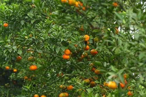 Mùa xuân đến với những tỷ phú cam Cao Phong