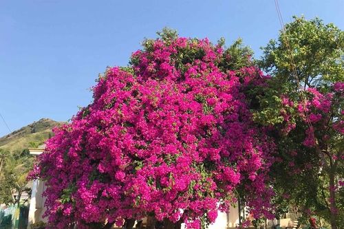 Loại nước cây hoa giấy thích nhất?