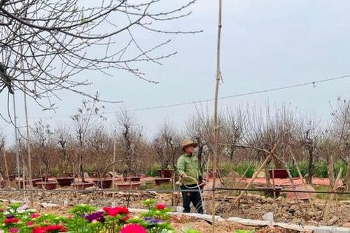 Quận Tây Hồ: Doanh thu đào, quất cảnh, hoa Tết đạt hơn 103 tỷ đồng
