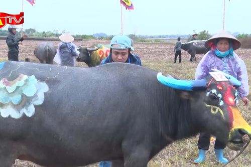 Độc đáo hội thi vẽ trang trí trâu lễ hội Tịch Điền