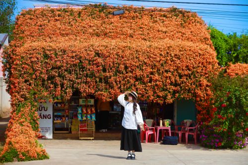 2 ngôi nhà hoa xác pháo 'nổi như cồn' ở Lâm Đồng