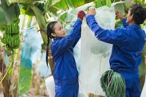 HAGL Agrico chìm trong khoản lỗ hơn 9.000 tỷ đồng