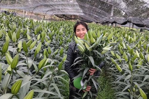 Hà Nội nhân rộng mô hình nông nghiệp xanh