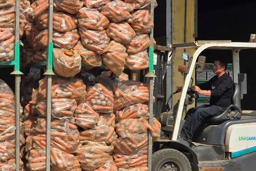 Hải Dương: cà rốt mất giá, nguyên nhân do đâu?