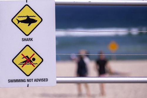 Australia: Bị cá mập tấn công, cô gái 17 tuổi tử vong