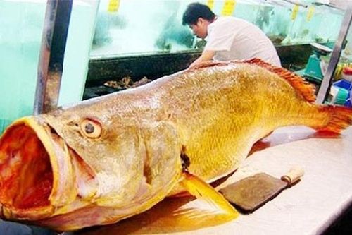 Loài cá cực quý ở Việt Nam, hàng tỷ đồng mỗi cân