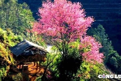 Đến La Pán Tẩn ngắm hoa tớ dày, khám phá những giá trị văn hóa và thiên nhiên độc đáo