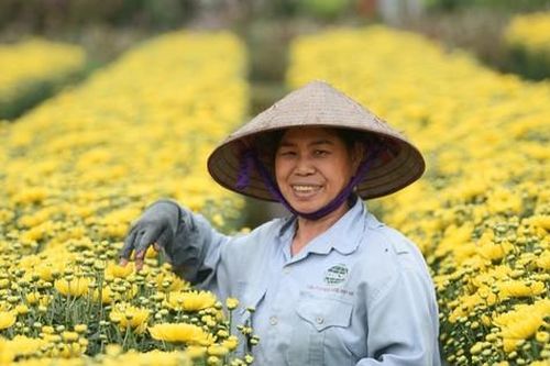 Hà Nội cho phép 36 loại cây được chuyển đổi trên đất trồng lúa