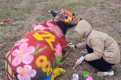 Hội thi 'make-up' cho trâu có 1-0-2 tại Hà Nam