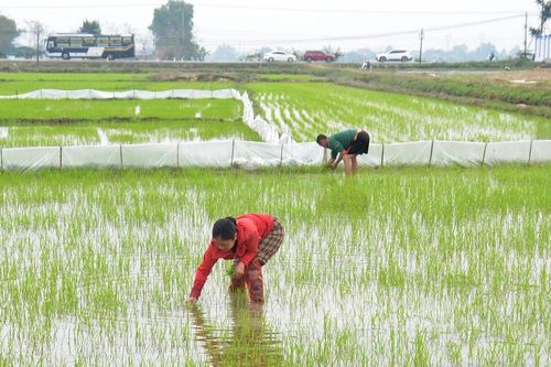 Nông dân Nghệ An sôi nổi sản xuất đầu năm mới