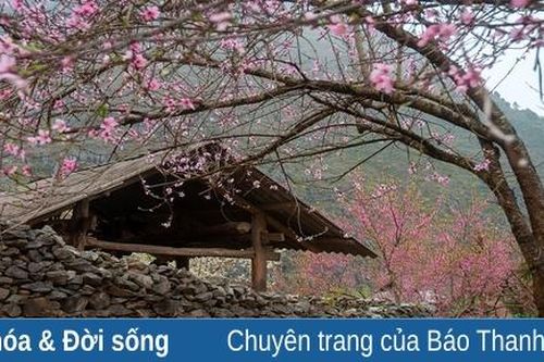 Hoa đào rợp ngõ tháng giêng xuân
