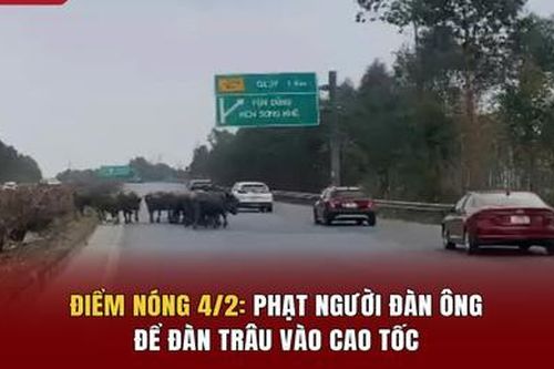Điểm nóng 4/2: Phạt người đàn ông để đàn trâu vào cao tốc