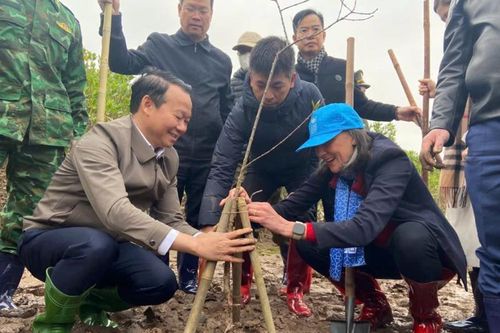 Tết trồng cây 2025: Trồng rừng ngập mặn để bảo vệ người dân ven biển trước thiên tai