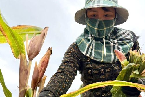Rộn ràng cánh đồng Sơn Hải