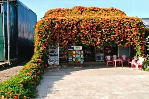 Giàn hoa chùm ớt phủ kín căn nhà nhỏ làm bao du khách ngẩn ngơ