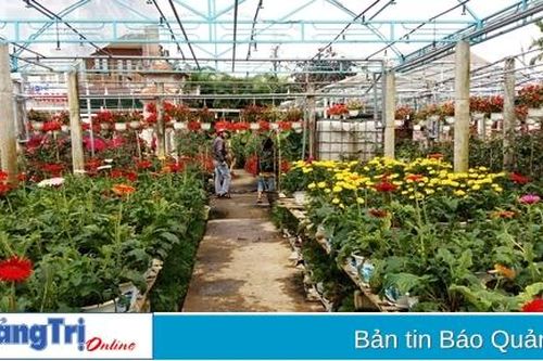 Đông Hà: Thu hồi 5.657,7 m2 đất trồng lúa để xây dựng vùng trồng hoa chậu tập trung