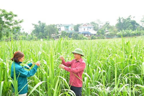 Phấn đấu trồng 1.000 ha mía nguyên liệu
