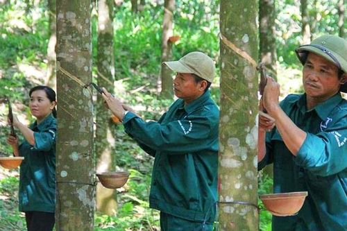 Cao su Việt Nam (GVR) thắng lớn năm 2024, dự kiến giá mủ cao su năm nay tăng 16,5%