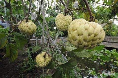 'Na hoàng hậu' đem về doanh thu hơn mười tỷ mỗi năm cho nông dân