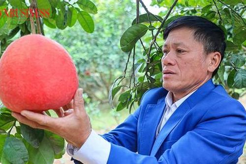Trăn trở lưu giữ giống bưởi đỏ 'tiến vua'
