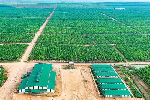 HAGL Agrico tiếp tục có một năm kinh doanh thua lỗ nghìn tỷ