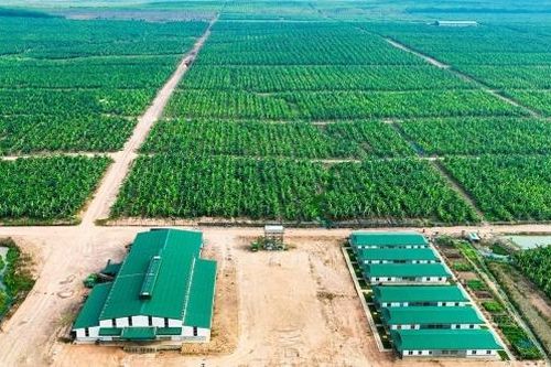 HAGL Agrico lỗ lớn năm thứ 4 liên tiếp, cổ phiếu vẫn có sức hút