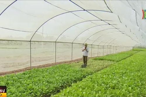 Nông nghiệp xanh dẫn đầu xu thế
