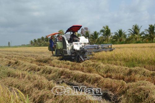 Phấn khởi ra đồng đầu năm mới