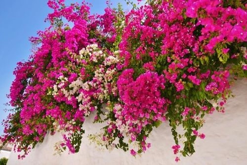 Cách bón phân cho hoa giấy trong quá trình ra hoa
