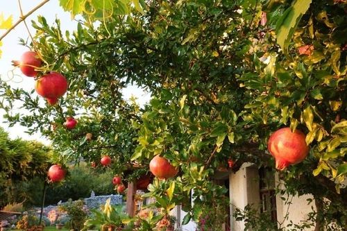 Vì sao có câu: 'Trước trồng táo, sau trồng mai, đông trồng lựu, tây trồng hồng'?