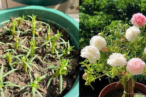 Chơi hoa hết 3 ngày Tết: Thực hiện ngay việc này để cây tiếp tục 'hồi sinh', biến ban công thành khu vườn 'như mới'