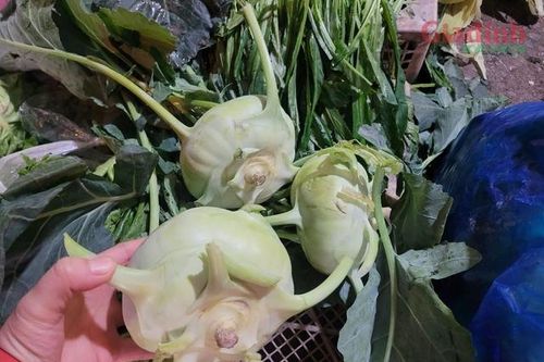 Sau Tết Nguyên đán, su hào giá rẻ như cho, chỉ 3.000 đồng/củ
