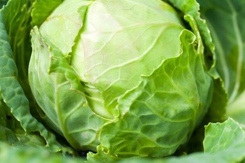 5 rủi ro tiềm ẩn khi ăn nhiều bắp cải