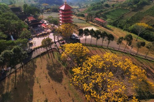 Hoa phượng vàng nở rộ gây sốt ở Lâm Đồng