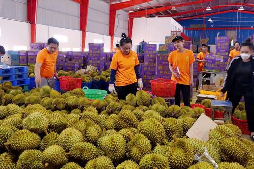 Bám sát diễn biến và nhu cầu thị trường nông sản