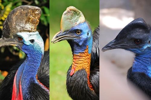 Loài chim hung dữ 'trời sinh', nguy hiểm nhất thế giới... chớ dại đến gần