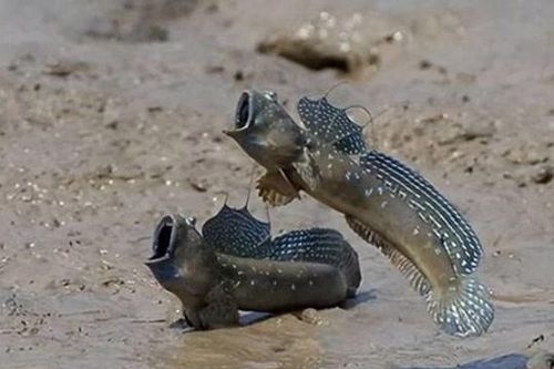 Loài cá dị hợm biết đi bộ, leo cây, Việt Nam có nhiều