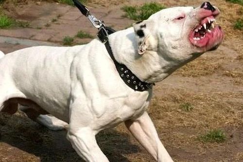 Điều tra vụ cụ bà 89 tuổi ở Tây Ninh tử vong nghi do bị chó cắn