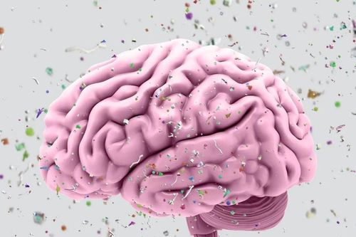 Vi nhựa trong não người có xu hướng gia tăng