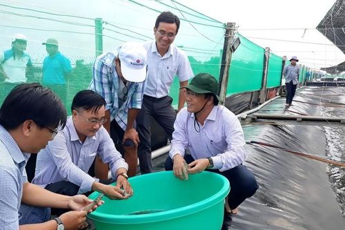 Huyện Hòa Bình (Bạc Liêu): Hiệu quả mô hình nuôi tôm công nghệ cao