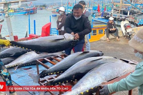 Bội thu cá ngừ đại dương đầu xuân Ất Tỵ